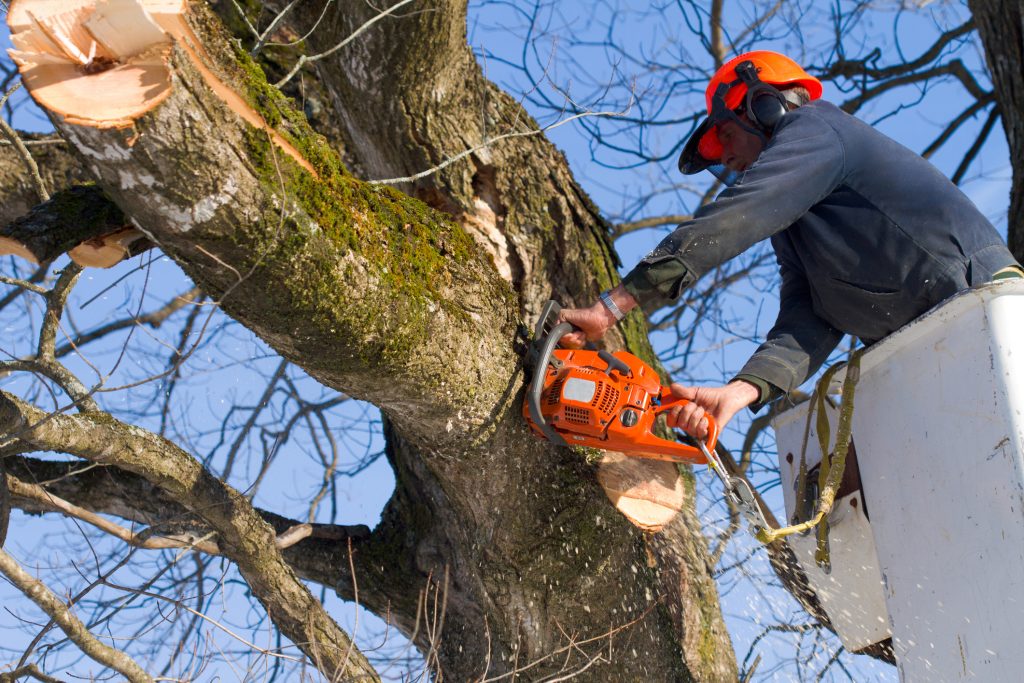 Tree Surgeon in Cornwall | Professional Tree Maintenance