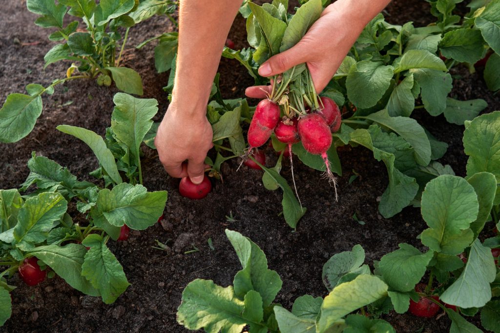 Try easy grow garden vegetables and fruit