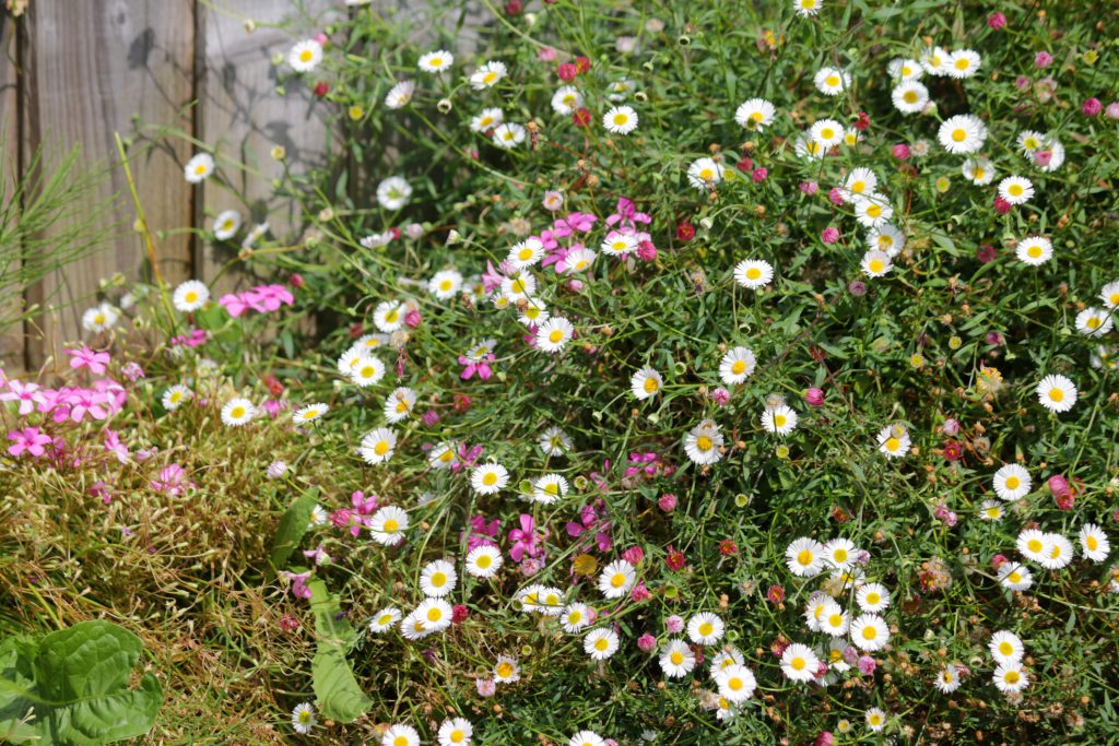 Ground cover plants