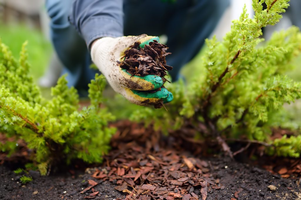 Lay mulch (to reduce weeding)