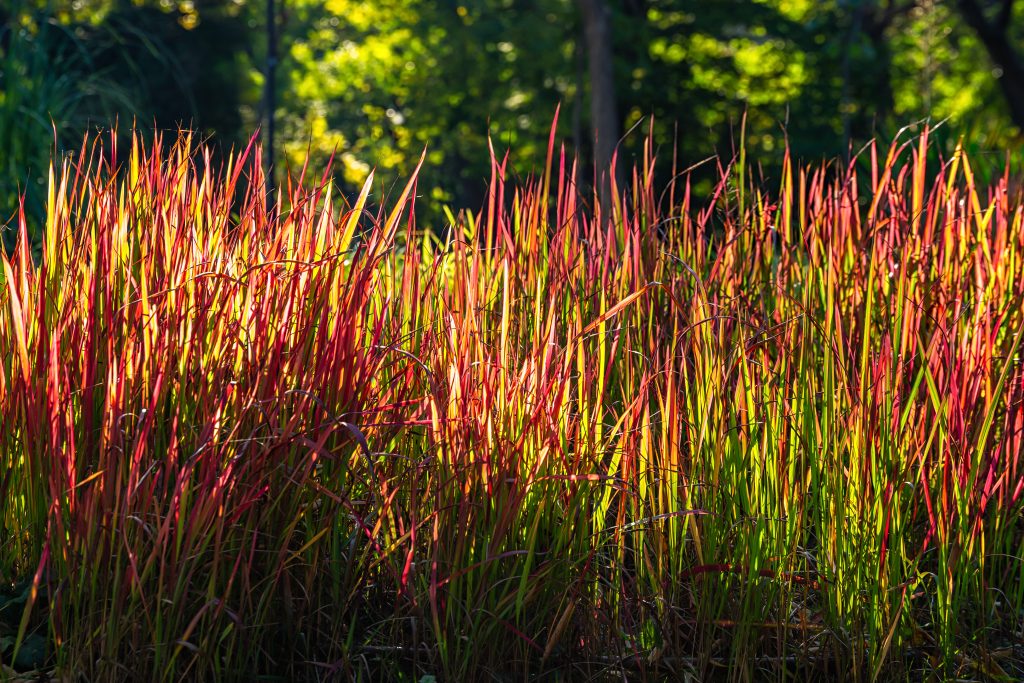 Ornamental Grasses
