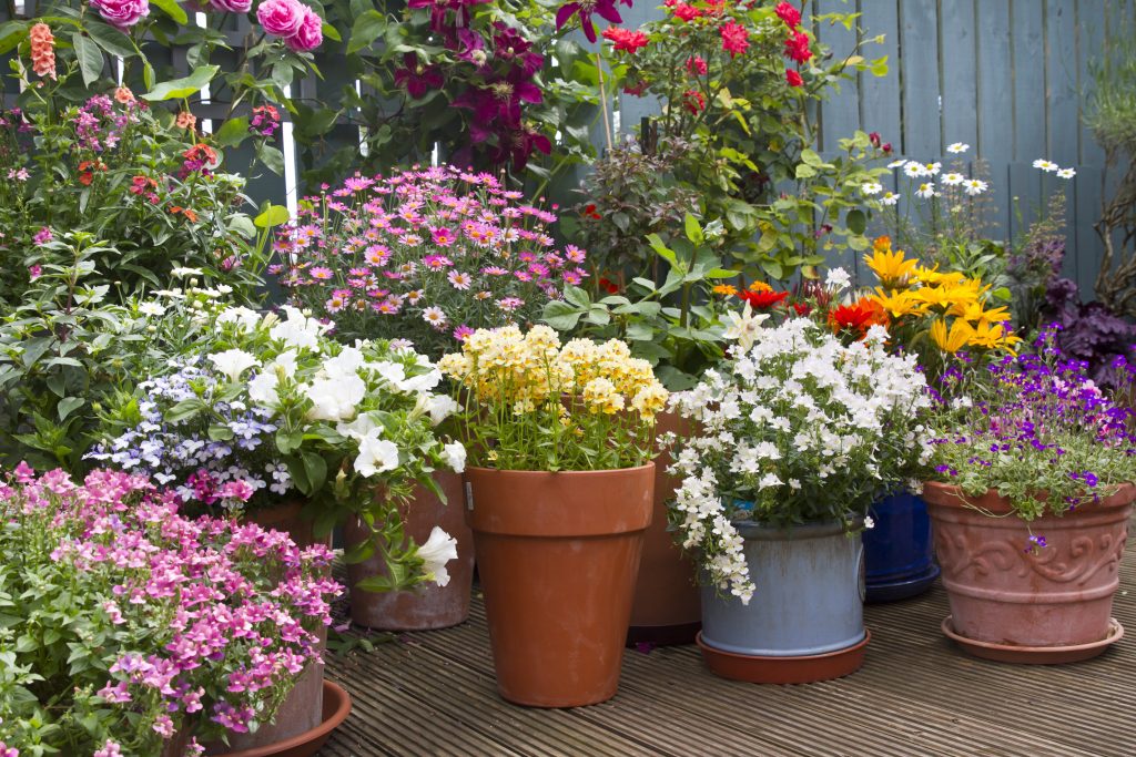 Opt for large pots or containers