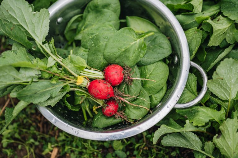 5 Proven Tips to Grow Your Own Kitchen Garden
