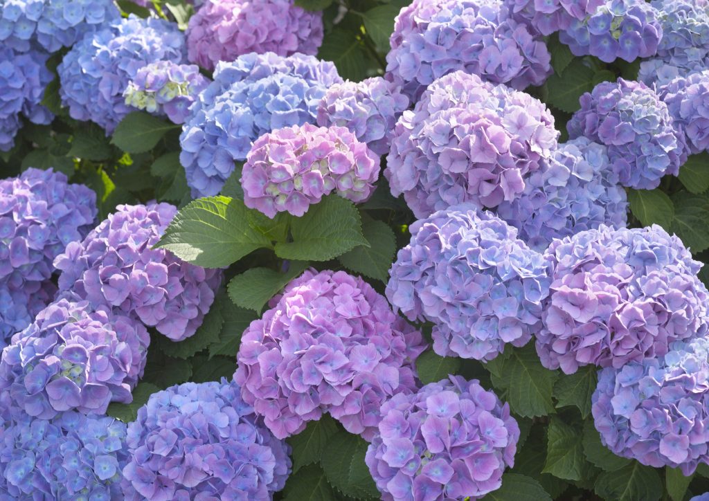 Low maintenance shrubs