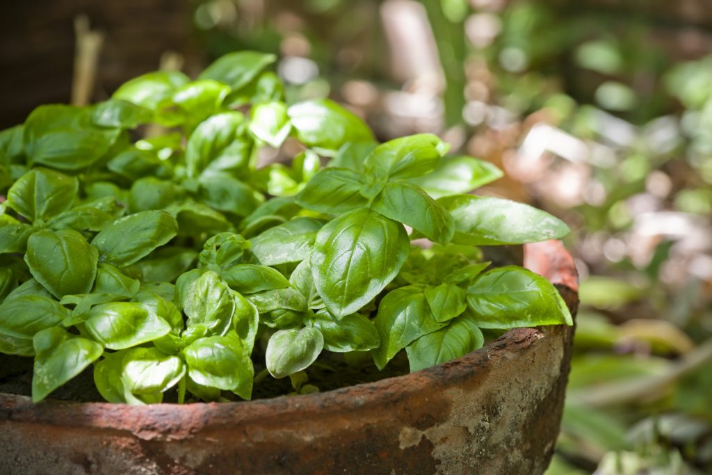 top herbs for kitchen herb garden